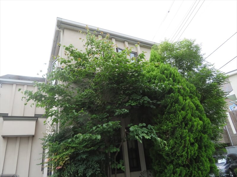 外壁に植木が近い場合、植木と外壁の間を確保できるかどうかが重要になります。